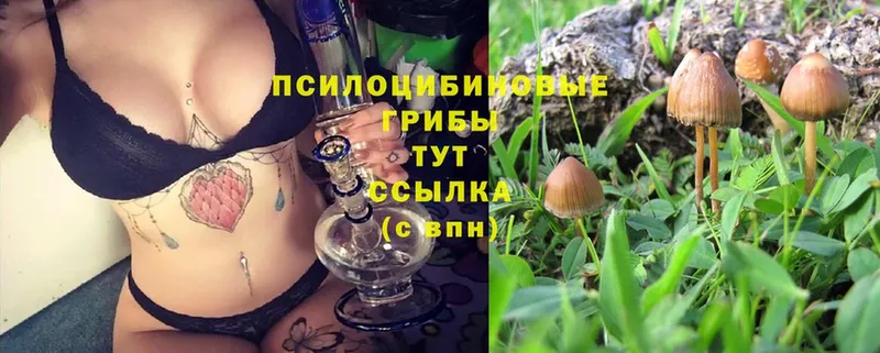 omg как войти  Неман  Галлюциногенные грибы Psilocybe 